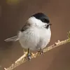 La Mésange nonnette a une **calotte noire jusqu’à la nuque**.
