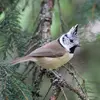 On la retrouve surtout dans les **forêts de conifères**.