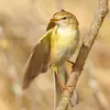 Le dessous est **beige à jaune pâle**.