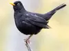 Le Merle noir a le plumage **noir**.