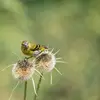 Il mange aussi d'autres graines comme les **graines de chardon, de bouleau, de pissenlit** et parfois des **chenilles**.