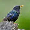 Son plumage nuptial est **sombre avec des reflets métalliques vert et violet**, sans pointes blanches.