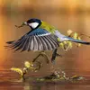 La Mésange charbonnière s’observe facilement **toute l’année au jardin**, c’est l’une des espèces les plus **courantes**.