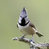 Pour **attirer la femelle**, le mâle redresse sa huppe et fait vibrer ses ailes...
