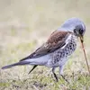 qu'elle trouve dans les **prés, pâturages et jardins**.