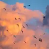 Le martinet produit des cris **stridents qui grésillent** "srrriiii" lorsqu'il vole en plein ciel, les soirs d'été.