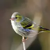 La femelle est d'un **vert plus grisâtre**, son ventre est **moins jaune et plus rayé** et elle n'a **pas de calotte noire**.