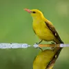 Il aime aller au bord des **cours d'eau**, où il se baigne parfois.