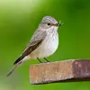 Le Gobe-mouche gris est un **chasseur d'insectes** très habile.
