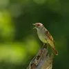 Une fois la femelle trouvée, il ne chante plus que pour **défendre son territoire**.