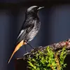Le Rouge-queue noir est le **premier des oiseaux à chanter** juste avant l'aube.