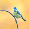 Elle peut être **agressive** à la **mangeoire** : elle hérisse sa calotte et gonfle son plumage pour intimider les concurrents, parfois plus gros qu’elle, comme la Mésange charbonnière.