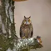Le **mâle** répète alors un **"hoûu" assez sourd**, un chant **très régulier**, une note **toutes les 2 à 3 secondes**.