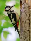 Il se nourrit d'**insectes et de larves** trouvés dans l'écorce des arbres.