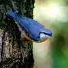 Le dessus de son corps est **bleu ardoise**.