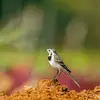 Au jardin, elle niche dans les **trous des murs**, des **vieux nids** d'hirondelles, des **tas de bois**.