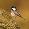 Ses longs doigts lui permettent de **s'agripper** sur les touffes d’aiguilles et cônes.