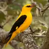 Le mâle a le plumage **jaune vif**...