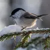 La Mésange boréale résiste mieux en **altitude** que la Mésange nonnette.