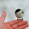 La Mésange boréale est “la sœur jumelle” de la **Mésange nonnette**.