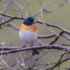 On peut observer le Pinson du nord en **plumage nuptial**, seulement **là où il se reproduit : en Europe du nord**.