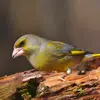 Son plumage est **jaune et vert-olive** avec un **jaune plus vif** sur l'**aile** (bande alaire jaune) et sur sa **queue** fourchue.