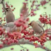 Il migre **occasionnellement vers le sud** pour se nourrir en hiver...