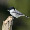 Pour l’**attirer au jardin**, on peut attacher à un arbre une vieille bûche de bouleau en décomposition qu’elle pourra creuser pour nicher.