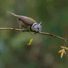On peut la voir dans les **forêts de feuillus** et **les parcs et jardins** dès qu’un conifère n’est pas loin.
