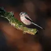 Sur le **ventre**, le plumage est plutôt **beige rosé**.