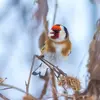 On reconnaît le Chardonneret élégant à son cri typique **"didelit" ou "tslit"** un peu comme une petite **clochette**.