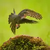 Le mâle, plus petit, se nourrit d'oiseaux **pas plus grands qu'une grive** : mésanges, moineaux, bruants, linottes, chardonnerets, grives...