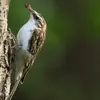 Le Grimpereau des jardins chasse les **insectes et araignées** dans les fissures des arbres.
