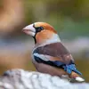 Les ailes sont **gris bleu avec une tache blanche**, très visible en vol.