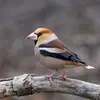 On reconnaît rapidement le Grosbec casse-noyaux à sa silhouette :  une tête et un cou **larges** et un gros bec **épais et puissant**.