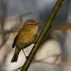 On remarque le Pouillot véloce à son **chant** plutôt qu'à son plumage gris-brun.