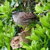 En hiver, cet oiseau discret sort parfois des buissons pour s'approcher des **mangeoires**.