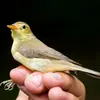 Il est de la **taille d'un moineau**.