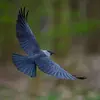 Son vol est **acrobatique** avec des **battements d'ailes plus rapides** que la corneille et le corbeau.