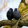 Le Choucas des tours est **très sociable**. Il vit en **couple** ou en **groupe**.