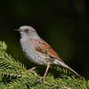 L'Accenteur mouchet vit dans les **bois de conifères et mixtes** et dans les **parcs et jardins touffus**.  