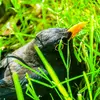 Le Merle noir cherche sa nourriture au **sol**, il fouille les pelouses tondues à la **recherche de vers**.