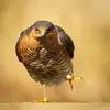 Sa prédation **régule les espèces répandues** : le moineau, la Mésange charbonnière, le verdier et le merle.