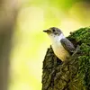 Le Gobe-mouche noir est **cavernicole** et peut aussi s'installer dans les **nichoirs**.