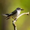 Le Gobe-mouche noir est un **chasseur d'insectes**.