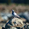Son ancêtre, le **pigeon biset** vit exclusivement dans les **falaises littorales et en montagne**.