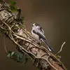 On la retrouve dans les forêts de feuillus ou conifères, **riches en sous-bois**. 