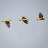 C'est une espèce **migratrice de longue distance**.
