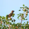 Le Grosbec casse-noyaux est difficile à observer car il **vit en hauteur dans les arbres**.