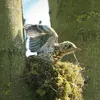 Son nid est **une coupe** de brindilles, d'herbe et de tiges.